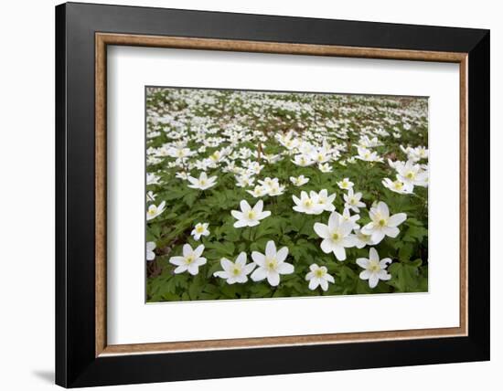 Wood Anemones (Anemone Nemorosa) Growing in Profusion on Woodland Floor, Scotland, UK, May 2010-Mark Hamblin-Framed Photographic Print