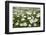 Wood Anemones (Anemone Nemorosa) Growing in Profusion on Woodland Floor, Scotland, UK, May 2010-Mark Hamblin-Framed Photographic Print