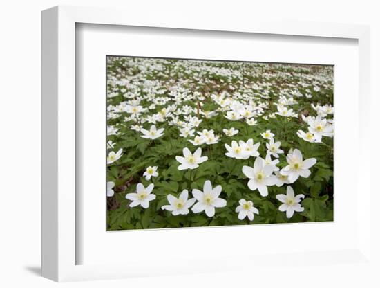 Wood Anemones (Anemone Nemorosa) Growing in Profusion on Woodland Floor, Scotland, UK, May 2010-Mark Hamblin-Framed Photographic Print