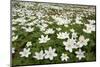 Wood Anemones (Anemone Nemorosa) Growing in Profusion on Woodland Floor, Scotland, UK, May 2010-Mark Hamblin-Mounted Photographic Print