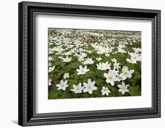 Wood Anemones (Anemone Nemorosa) Growing in Profusion on Woodland Floor, Scotland, UK, May 2010-Mark Hamblin-Framed Photographic Print