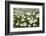 Wood Anemones (Anemone Nemorosa) Growing in Profusion on Woodland Floor, Scotland, UK, May 2010-Mark Hamblin-Framed Photographic Print