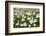 Wood Anemones (Anemone Nemorosa) Growing in Profusion on Woodland Floor, Scotland, UK, May 2010-Mark Hamblin-Framed Photographic Print