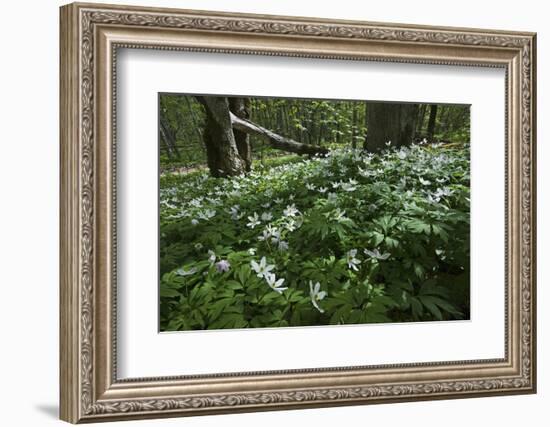 Wood Anemones (Anemone Nemorosa) in Flower, Matsalu National Park, Estonia, May 2009-Rautiainen-Framed Photographic Print