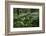 Wood Anemones (Anemone Nemorosa) in Flower, Matsalu National Park, Estonia, May 2009-Rautiainen-Framed Photographic Print