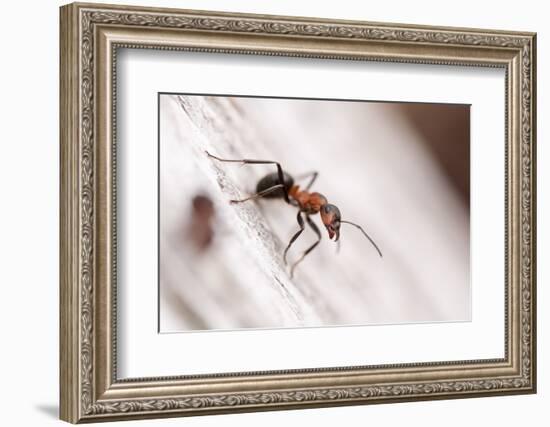 Wood Ant (Formica Rufa) Arne Rspb Reserve, Dorset, England, UK, July. 2020Vision Book Plate-Ross Hoddinott-Framed Photographic Print