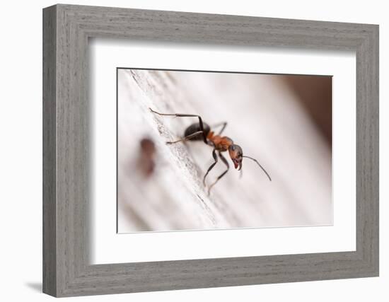 Wood Ant (Formica Rufa) Arne Rspb Reserve, Dorset, England, UK, July. 2020Vision Book Plate-Ross Hoddinott-Framed Photographic Print