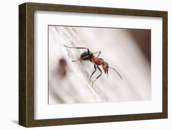 Wood Ant (Formica Rufa) Arne Rspb Reserve, Dorset, England, UK, July. 2020Vision Book Plate-Ross Hoddinott-Framed Photographic Print