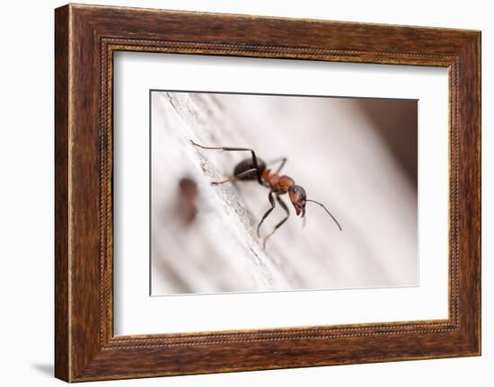 Wood Ant (Formica Rufa) Arne Rspb Reserve, Dorset, England, UK, July. 2020Vision Book Plate-Ross Hoddinott-Framed Photographic Print