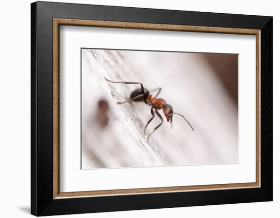 Wood Ant (Formica Rufa) Arne Rspb Reserve, Dorset, England, UK, July. 2020Vision Book Plate-Ross Hoddinott-Framed Photographic Print