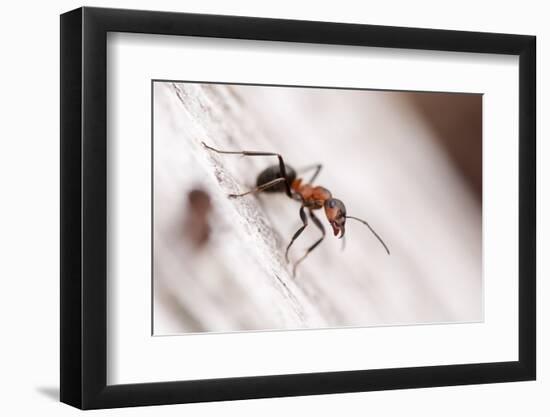 Wood Ant (Formica Rufa) Arne Rspb Reserve, Dorset, England, UK, July. 2020Vision Book Plate-Ross Hoddinott-Framed Photographic Print