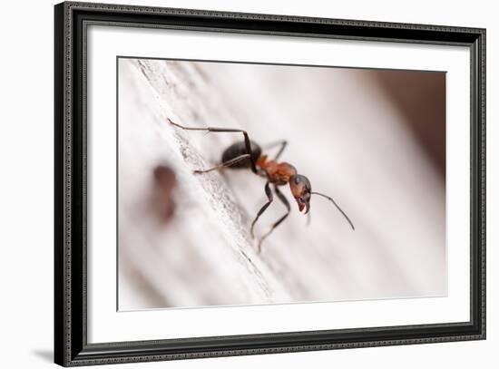 Wood Ant (Formica Rufa) Arne Rspb Reserve, Dorset, England, UK, July. 2020Vision Book Plate-Ross Hoddinott-Framed Photographic Print