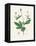 Wood Avens (Geum Urbanum) Medical Botany-John Stephenson and James Morss Churchill-Framed Premier Image Canvas