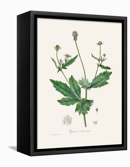 Wood Avens (Geum Urbanum) Medical Botany-John Stephenson and James Morss Churchill-Framed Premier Image Canvas