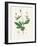 Wood Avens (Geum Urbanum) Medical Botany-John Stephenson and James Morss Churchill-Framed Photographic Print