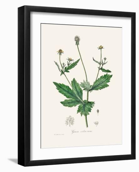 Wood Avens (Geum Urbanum) Medical Botany-John Stephenson and James Morss Churchill-Framed Photographic Print