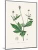 Wood Avens (Geum Urbanum) Medical Botany-John Stephenson and James Morss Churchill-Mounted Photographic Print