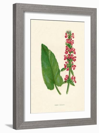 'Wood Betony', c1891, (1891)-Anne Pratt-Framed Giclee Print