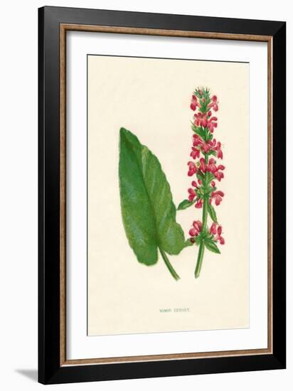 'Wood Betony', c1891, (1891)-Anne Pratt-Framed Giclee Print