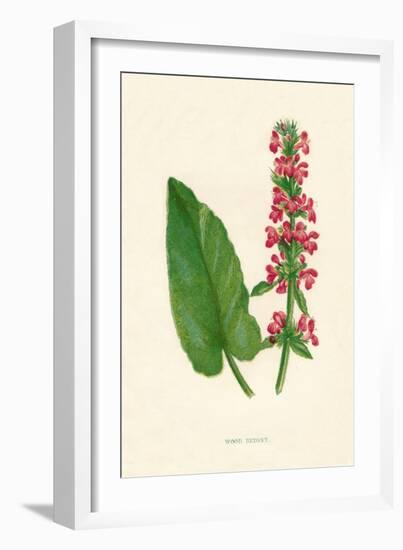 'Wood Betony', c1891, (1891)-Anne Pratt-Framed Giclee Print