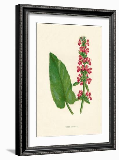 'Wood Betony', c1891, (1891)-Anne Pratt-Framed Giclee Print