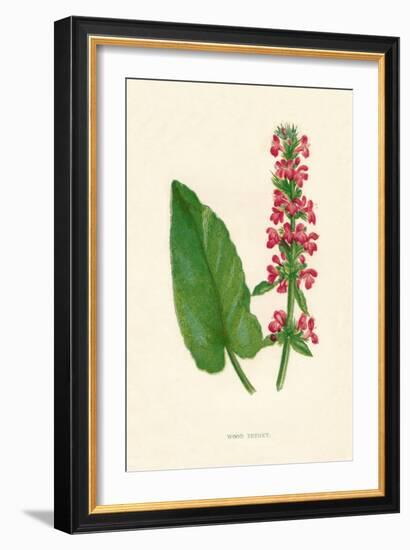 'Wood Betony', c1891, (1891)-Anne Pratt-Framed Giclee Print