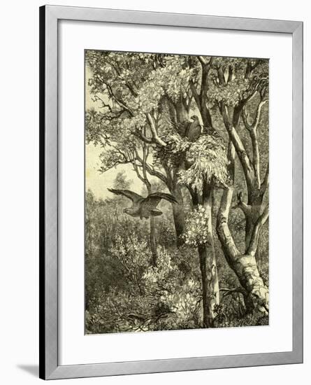 Wood Bird 1891 Austria-null-Framed Giclee Print