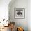 Wood Bison, 2024-Tim Ashwood-Framed Premium Giclee Print displayed on a wall