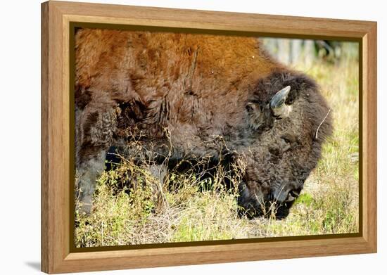 Wood Bison in Northern B.C-Richard Wright-Framed Premier Image Canvas