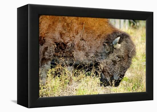 Wood Bison in Northern B.C-Richard Wright-Framed Premier Image Canvas