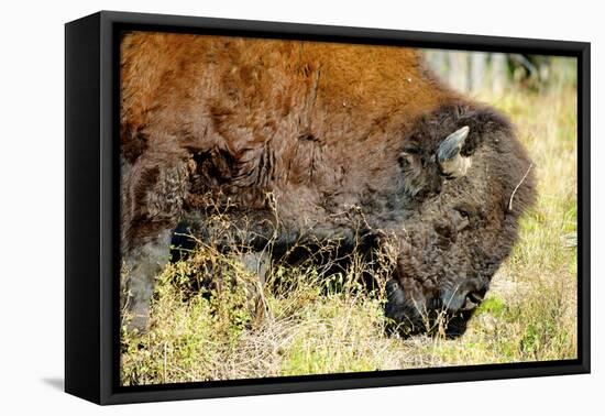 Wood Bison in Northern B.C-Richard Wright-Framed Premier Image Canvas