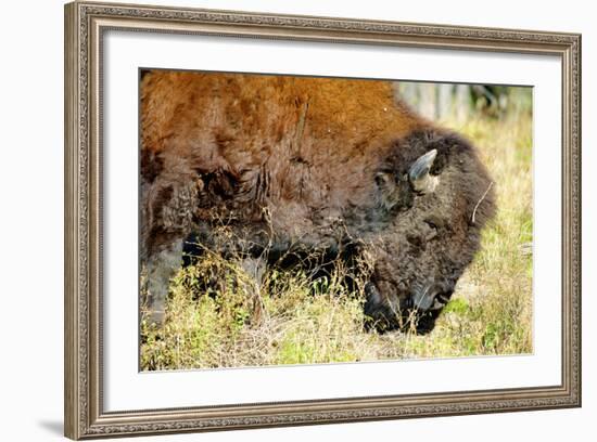 Wood Bison in Northern B.C-Richard Wright-Framed Photographic Print