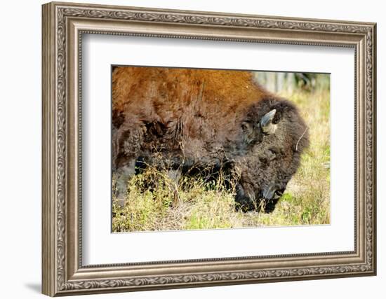 Wood Bison in Northern B.C-Richard Wright-Framed Photographic Print