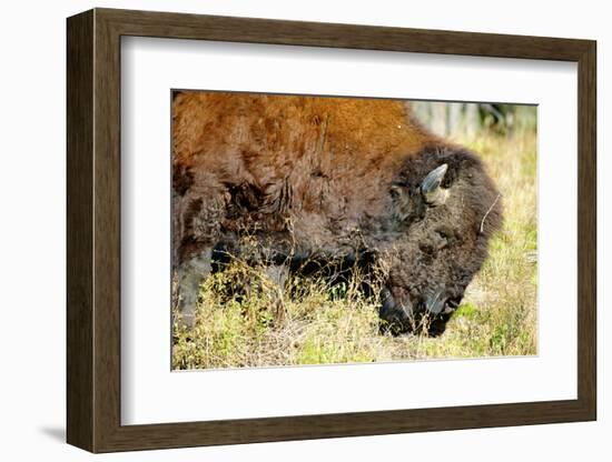 Wood Bison in Northern B.C-Richard Wright-Framed Photographic Print