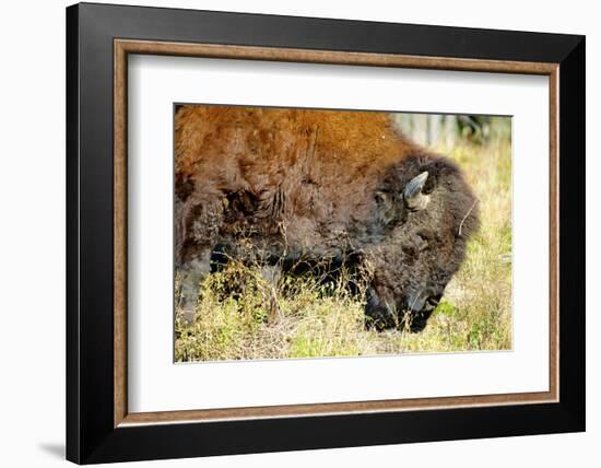 Wood Bison in Northern B.C-Richard Wright-Framed Photographic Print