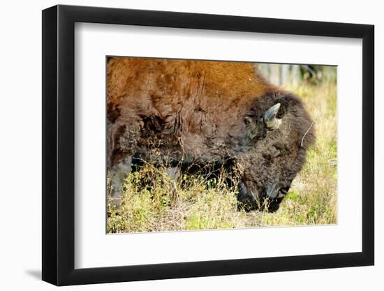 Wood Bison in Northern B.C-Richard Wright-Framed Photographic Print