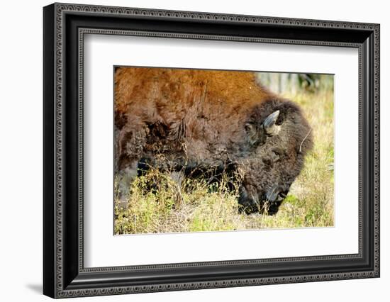 Wood Bison in Northern B.C-Richard Wright-Framed Photographic Print