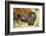 Wood Bison in Northern B.C-Richard Wright-Framed Photographic Print