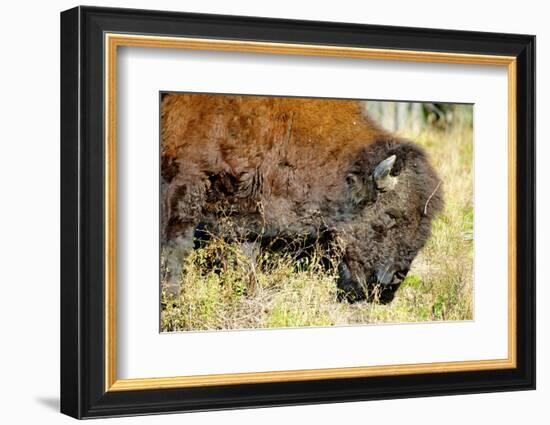 Wood Bison in Northern B.C-Richard Wright-Framed Photographic Print