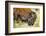 Wood Bison in Northern B.C-Richard Wright-Framed Photographic Print