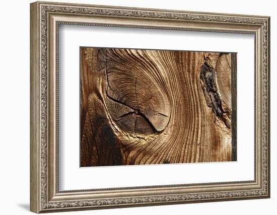 Wood, Branch, Pattern-Nikky-Framed Photographic Print