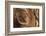 Wood, Branch, Pattern-Nikky-Framed Photographic Print