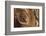 Wood, Branch, Pattern-Nikky-Framed Photographic Print