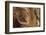 Wood, Branch, Pattern-Nikky-Framed Photographic Print