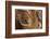 Wood, Branch, Pattern-Nikky-Framed Photographic Print