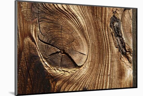 Wood, Branch, Pattern-Nikky-Mounted Photographic Print