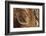 Wood, Branch, Pattern-Nikky-Framed Photographic Print