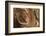 Wood, Branch, Pattern-Nikky-Framed Photographic Print