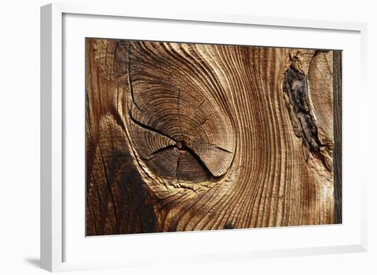 Wood, Branch, Pattern-Nikky-Framed Photographic Print