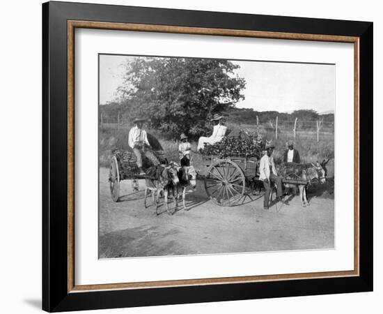 Wood Carts, Jamaica, C1905-Adolphe & Son Duperly-Framed Giclee Print